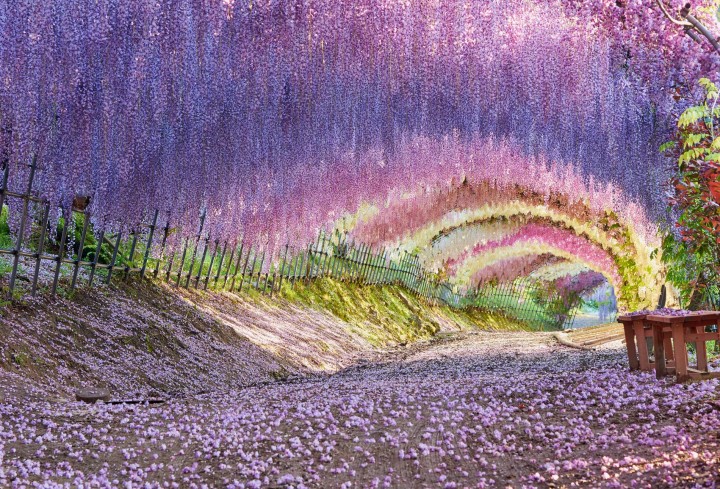 Kawachi Wisteria Garden