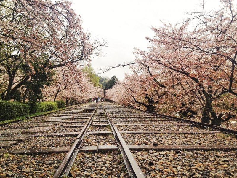 Keage incline during cherry blossom