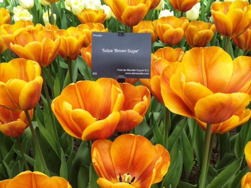 Keukenhof Travel Blog - More Tulips