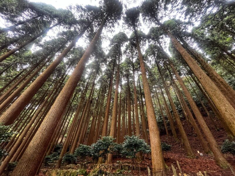 Kirishima Hotel - Cedar Trees Forest