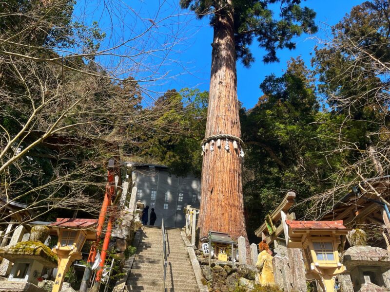 Kitayama Sugi Pine Tree