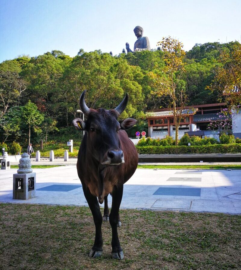 Lantau Island Travel Guide Blog