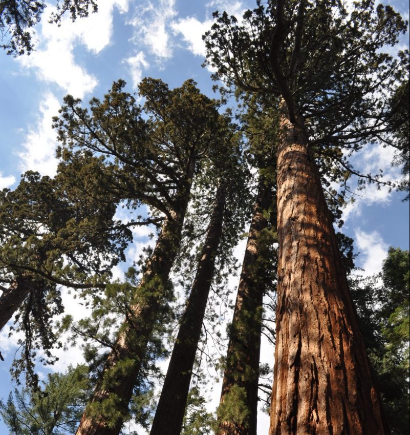 Mariposa Grove of Giant Sequoias - Yosemite Itinerary