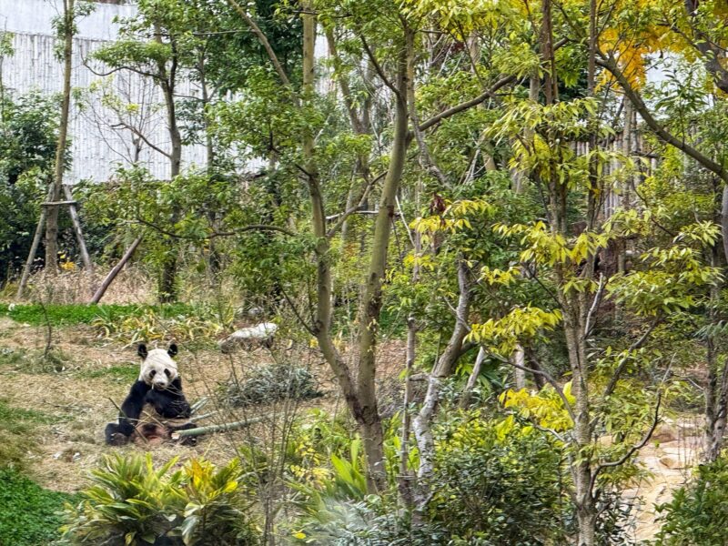 Meet with Giant Panda at Xiongmao Jidi