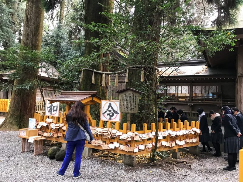 Meoto Sugi Cedar Tree