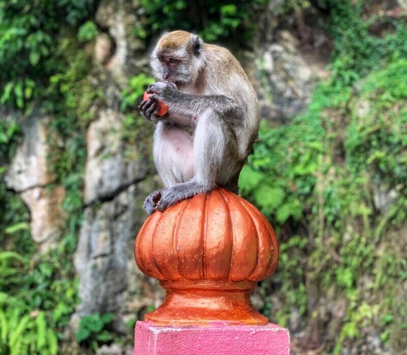 Monkeys in Batu Caves