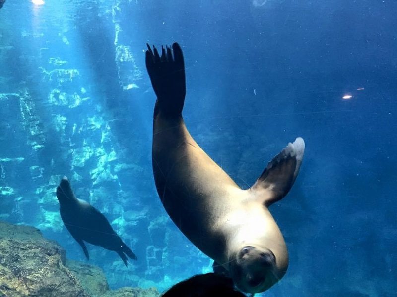 Osaka Aquarium Kaiyukan Activities