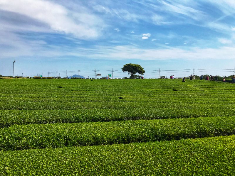O’sulloc Green tea Plantation