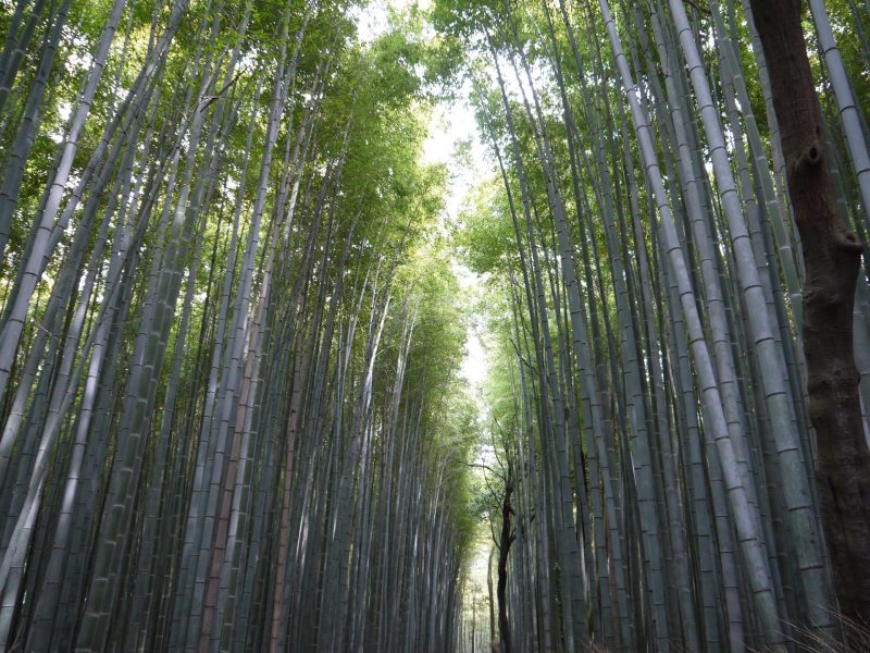 Arashiyama Bamboo Forest