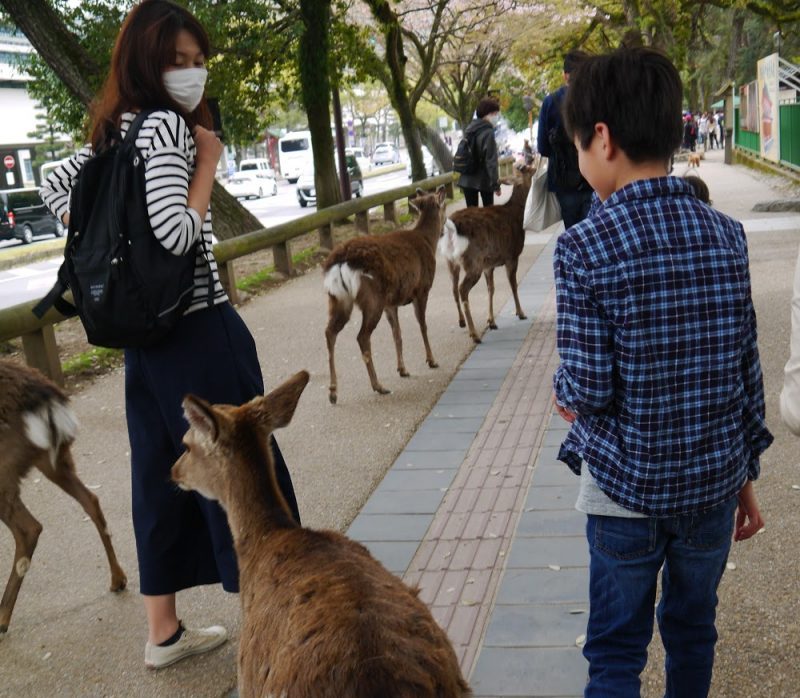 One Day Nara itinerary with deer encounter