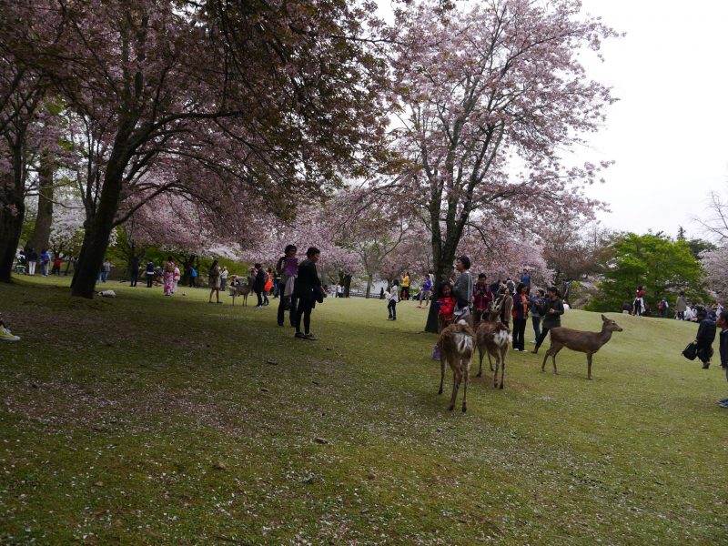 Nara Park with deer encounter