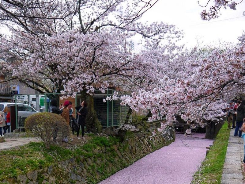 Philosopher Walk With canal river with failing sakura