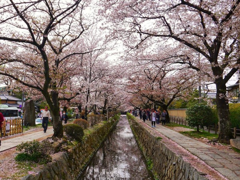 Philosopher’s Path Best place for sakura Viewing in Kyoto itinerary