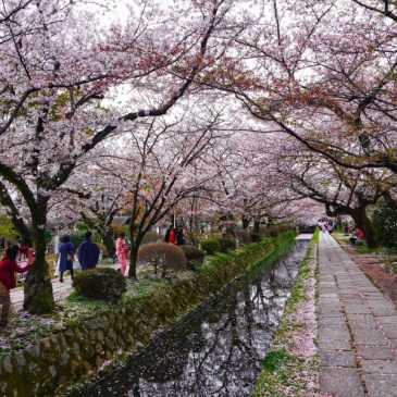 Philosopher’s walk: A Cherry Blossom Travel Blog