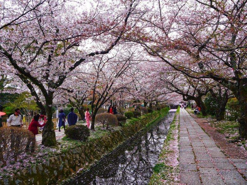 Philosopher’s Path Kyoto During cherry blossom season