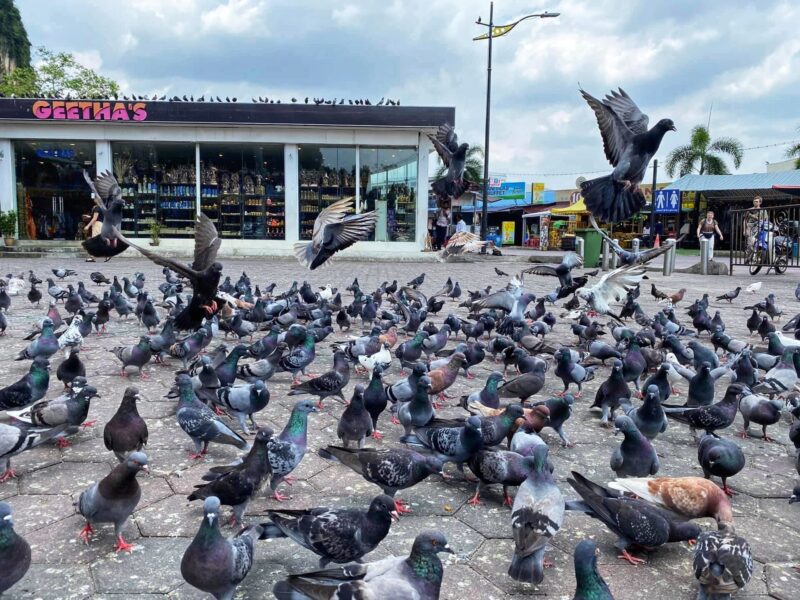 Pigeons at public square plaza Batu Caves