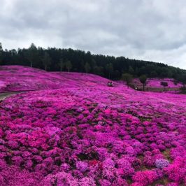 Pink carpet covered the hill with shibazakura