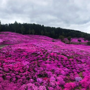 Shibazakura Takinoue Park: Day Trip With Public Transport