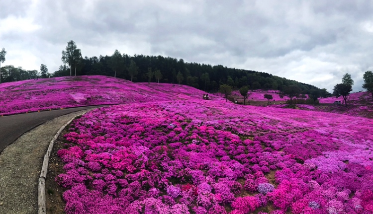 Pink carpet covered the hill with shibazakura