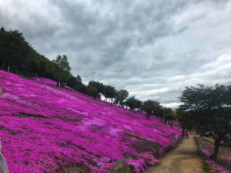 Pink carpet covered the hill at Takinoue Park