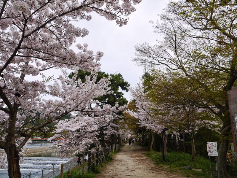 Ralaxing Stroll along the Uji Park