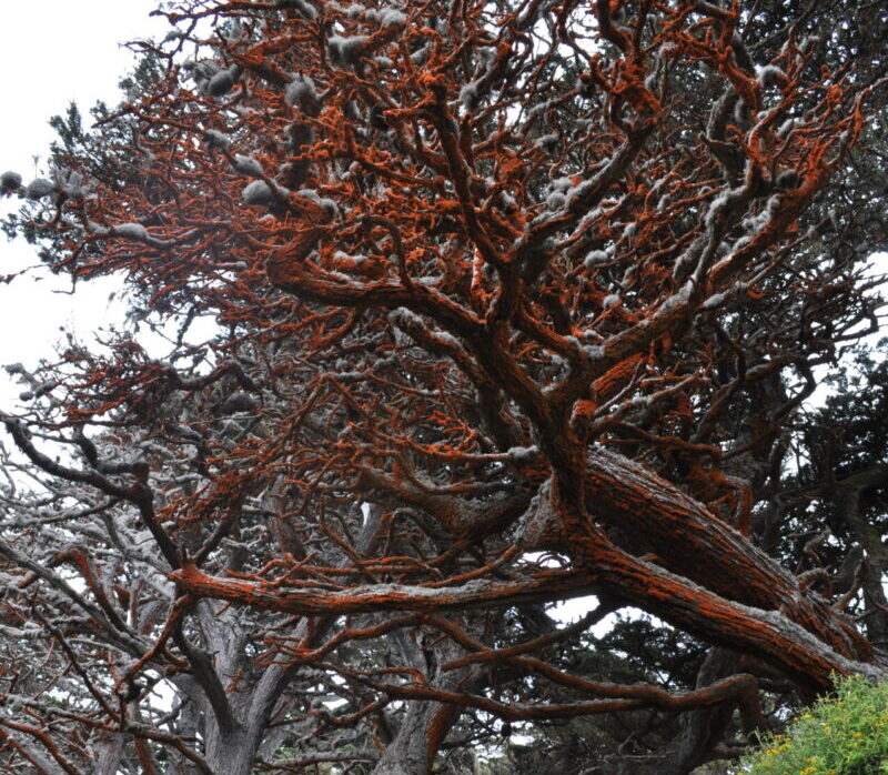 Red Woods at Cypress Grove Trail