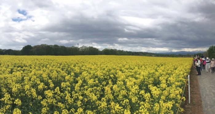 Walking Path At The Canola Flower Field