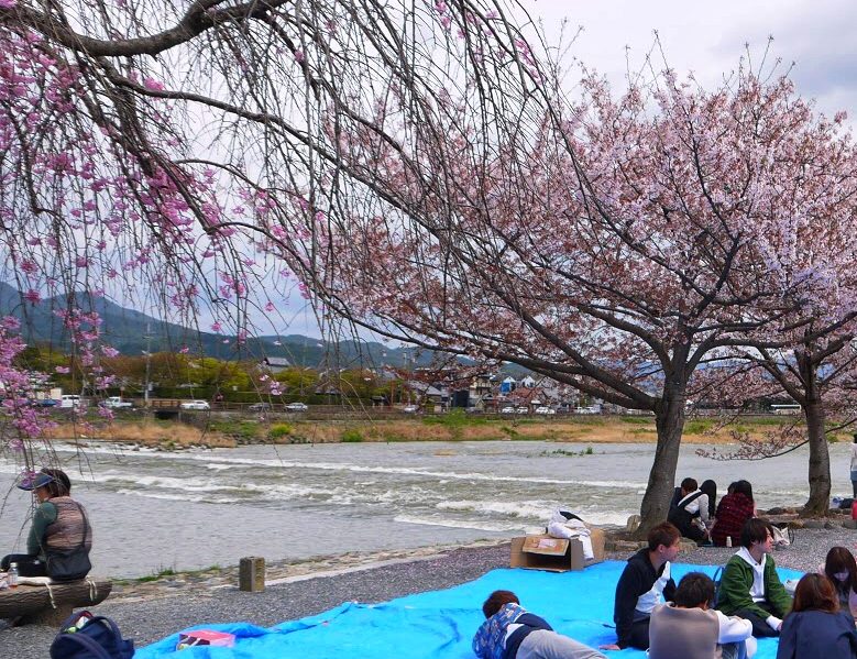 Sakura Viewing in Arashiyama