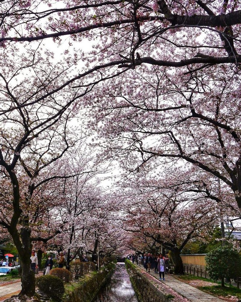 Sakura tree densely lined along the Philosopher’s Path