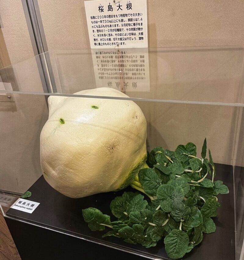 Sakurajima Daikon