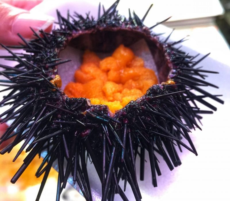 Super Fresh Sea Urchin