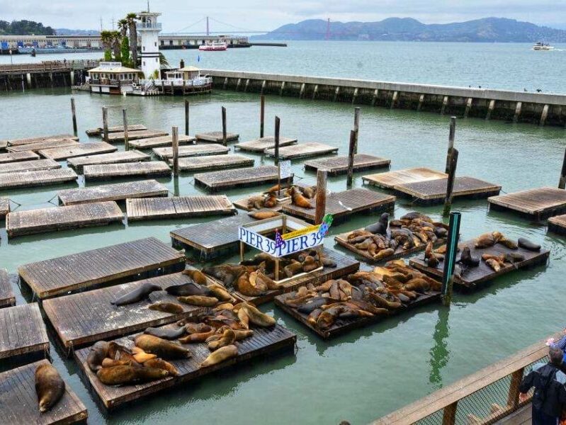 Sea Lions at Pier 39 - San Francisco travel blog