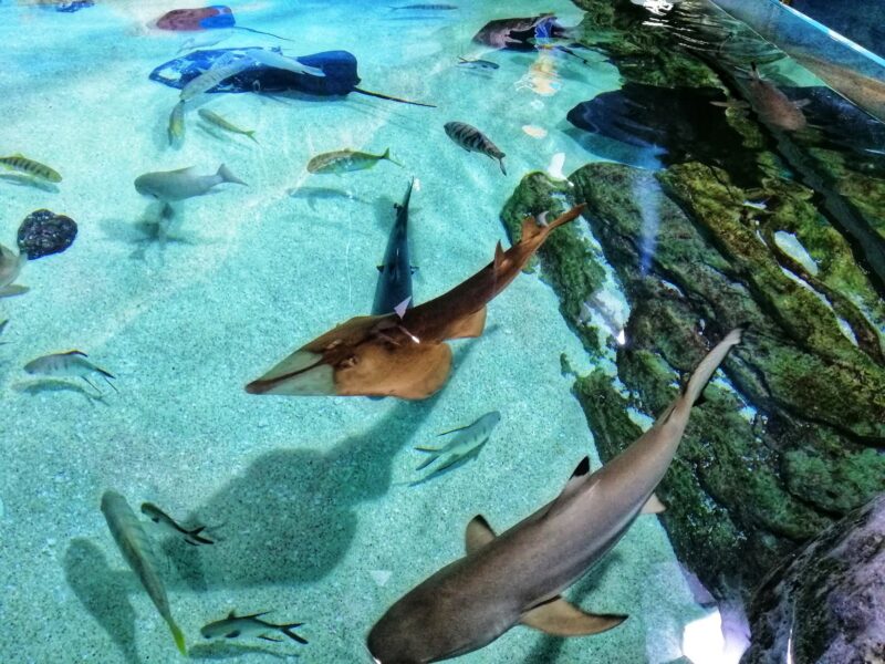 Seoul itinerary - Visit COEX aquarium