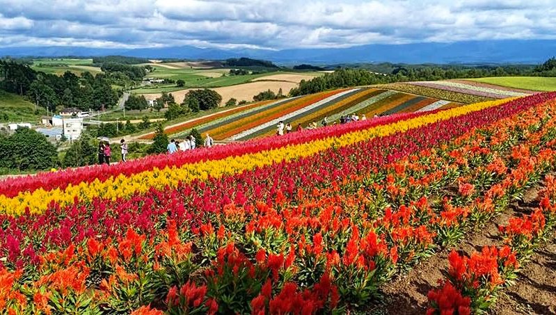 Shikisai no Oka Flower Field