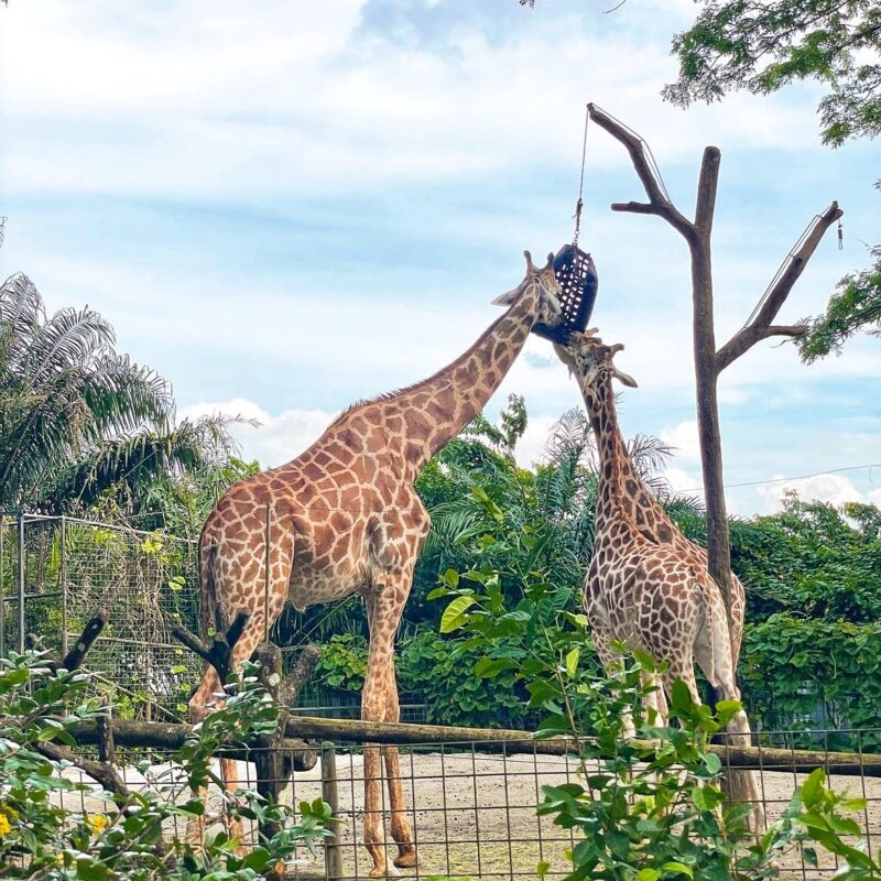 Singapore Zoo