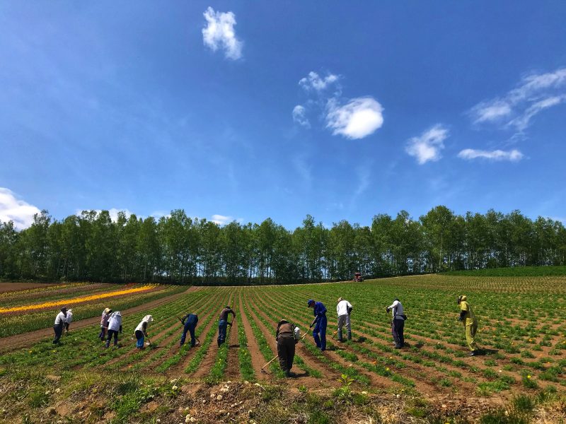 Farmers were still working hard on the field