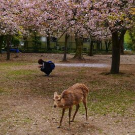 One Day Nara Itinerary