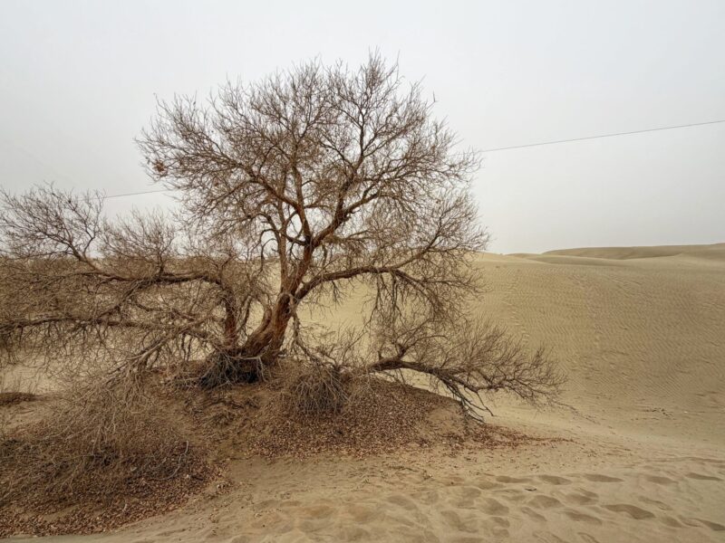 Southern Xinjiang Travel Guide - Taklamakan Desert