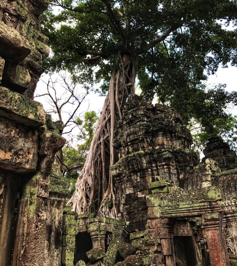 Ta Prohm - Siem Reap Itinerary