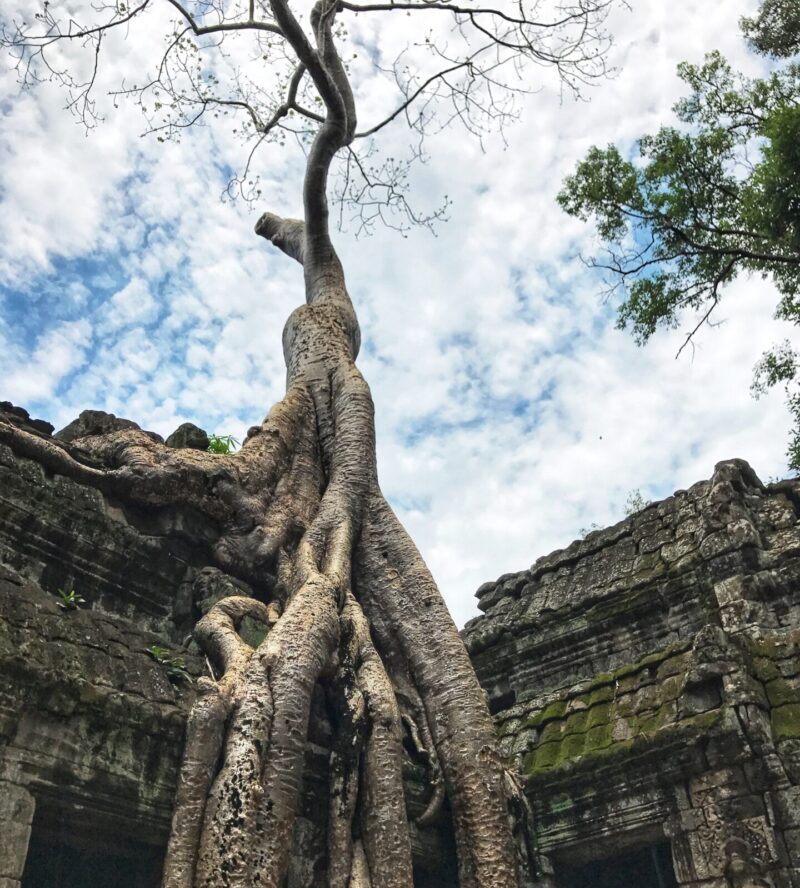 Ta Prohm - Siem Reap Travel Guide