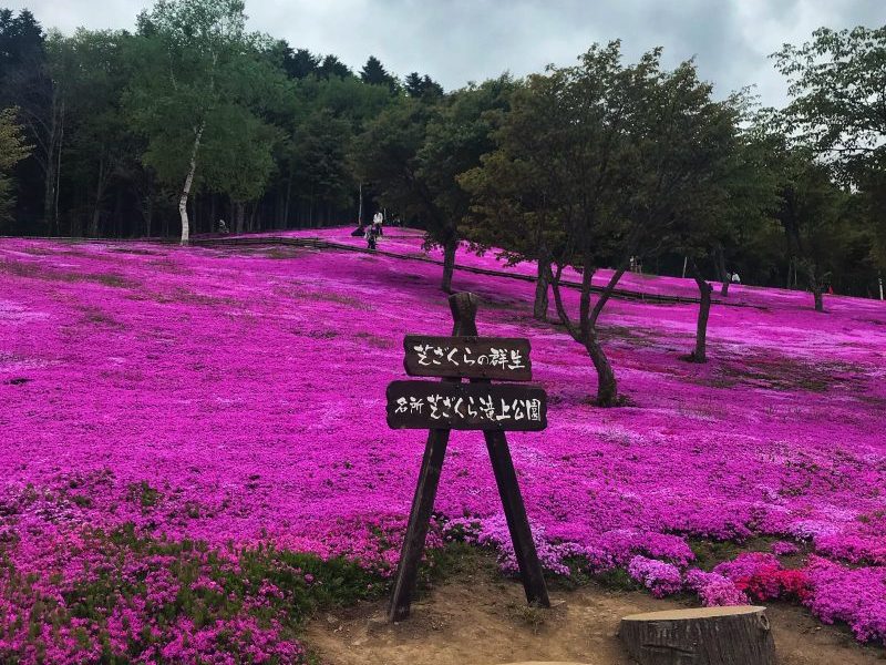 Shibazakura Blossom in Takinoue Park