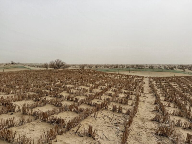 Taklamakan Desert - Shifting Sands
