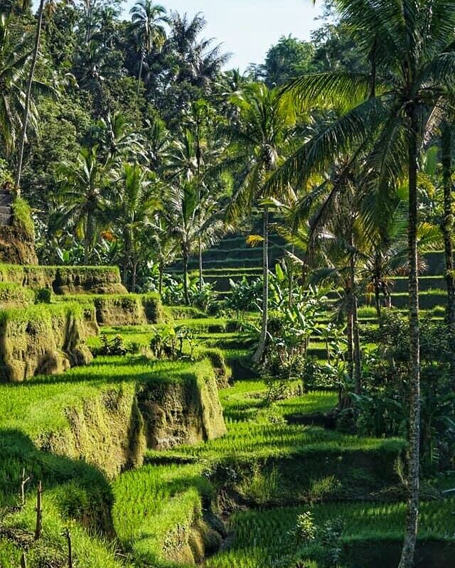 Tegalalang Rice Terrace