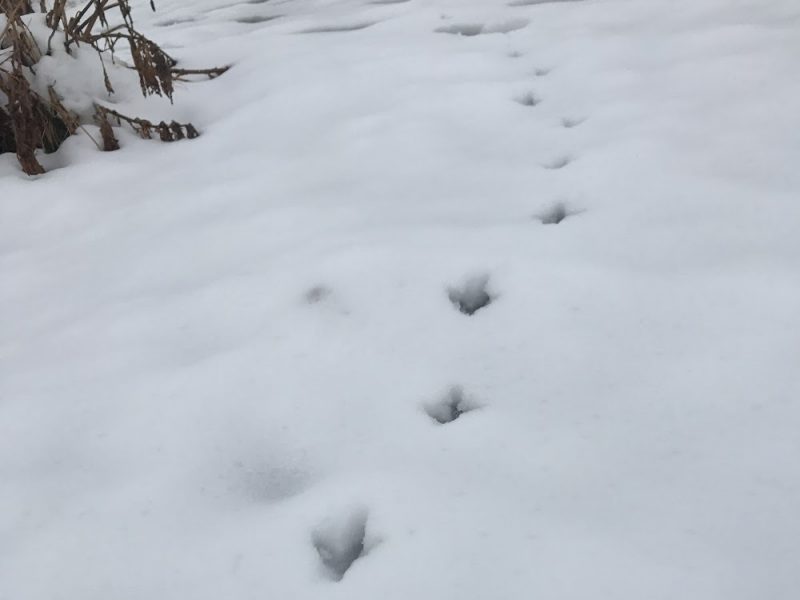 The sight of white Alpine ptarmigan