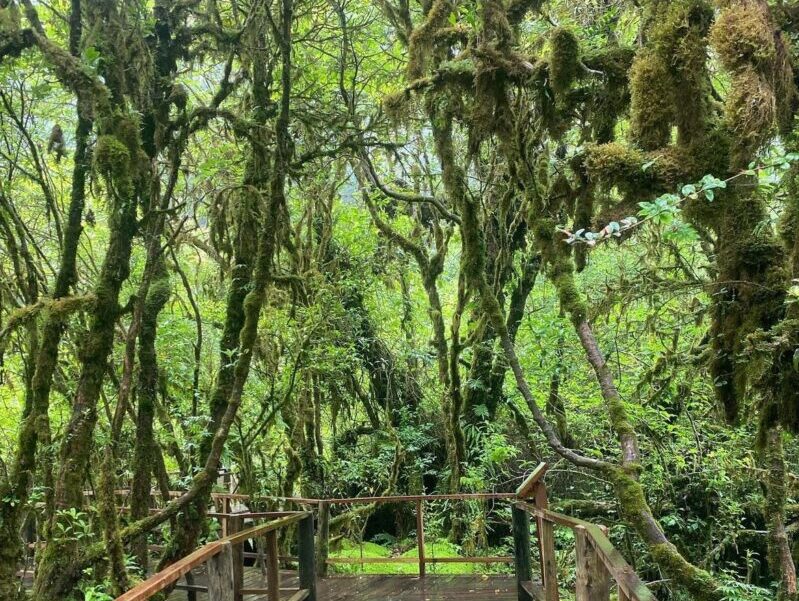 Trekking in Doi Inthanon National Park