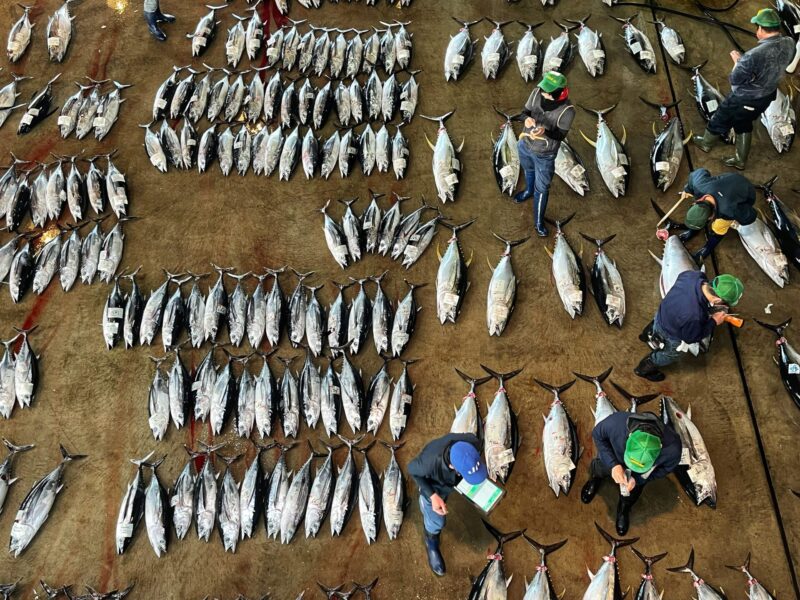 Tuna Auction at the Katsuura Fish Market