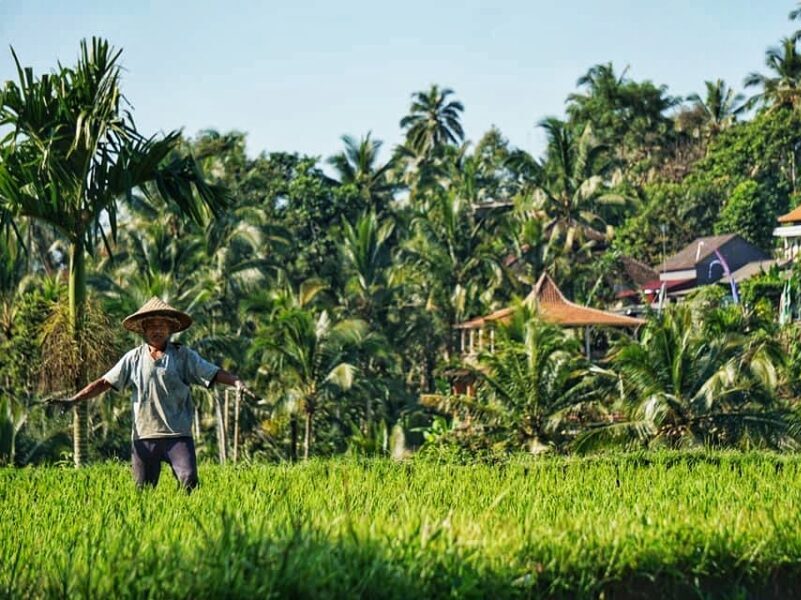 Ubud itinerary - Kajeng Rice Field Walk