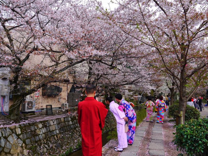 Wearing kimono in Philosopher Path during sakura season