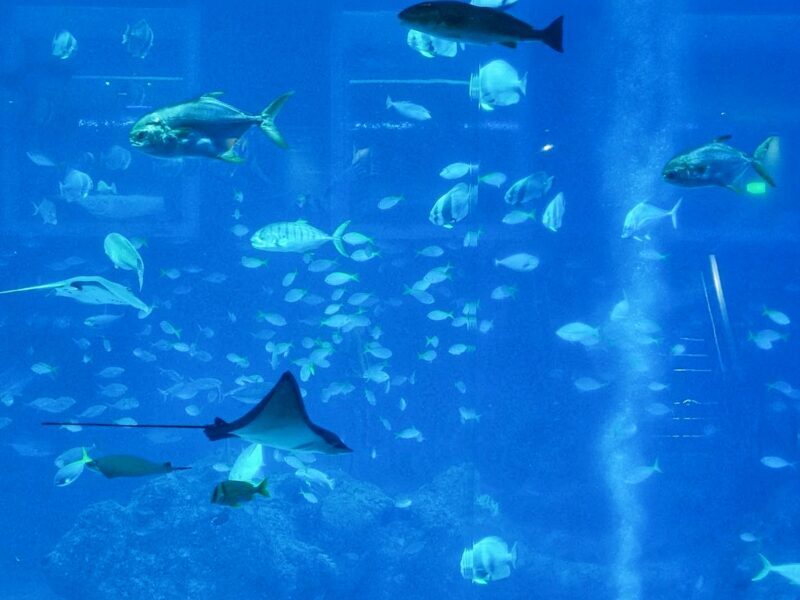 What To Do in Sentosa - Visit SEA Aquarium