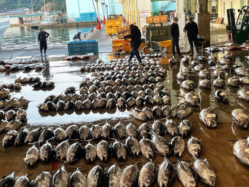 Witness Tuna auction at Katsuura Fish Market.